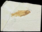 Bargain, Knightia Fossil Fish - Wyoming #60479-1